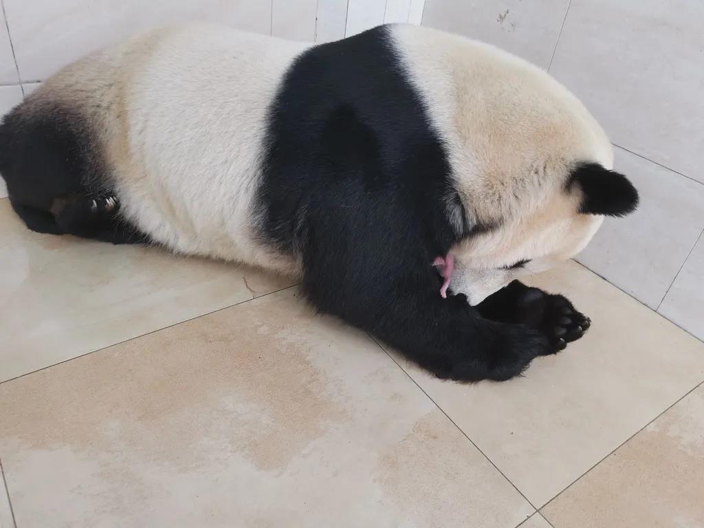 Cable de Fongming: Los pandas gigantes "Zhenzhen" y "Susan" dieron a luz a cuatro cachorros